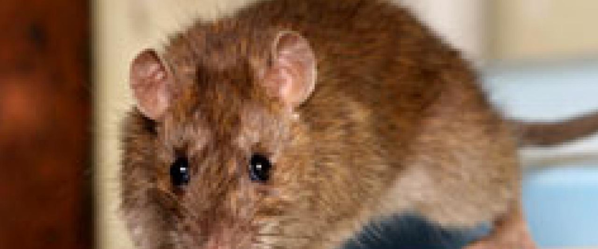 What are the 4 signs that rodents are present?