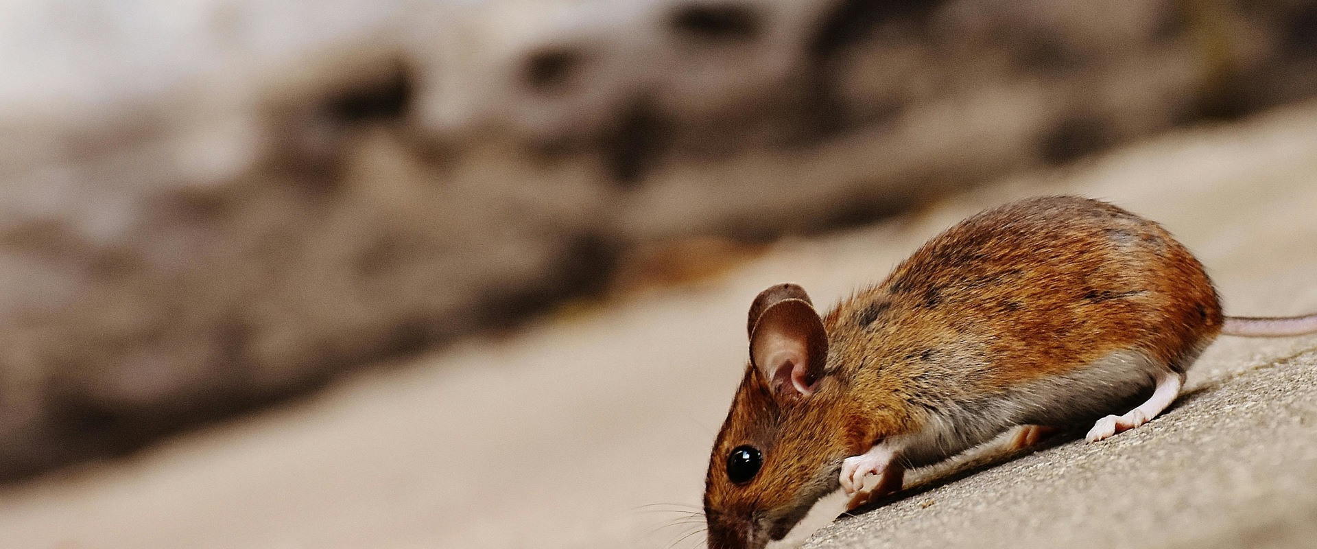 Effective Rodent Control Services: Fayetteville, Georgia's Solution To Rodent Removal