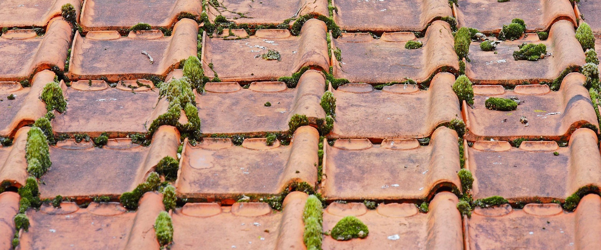 How Rodent Removal Can Highlight the Need for Asphalt Shingle Roof Replacement in McLean, VA