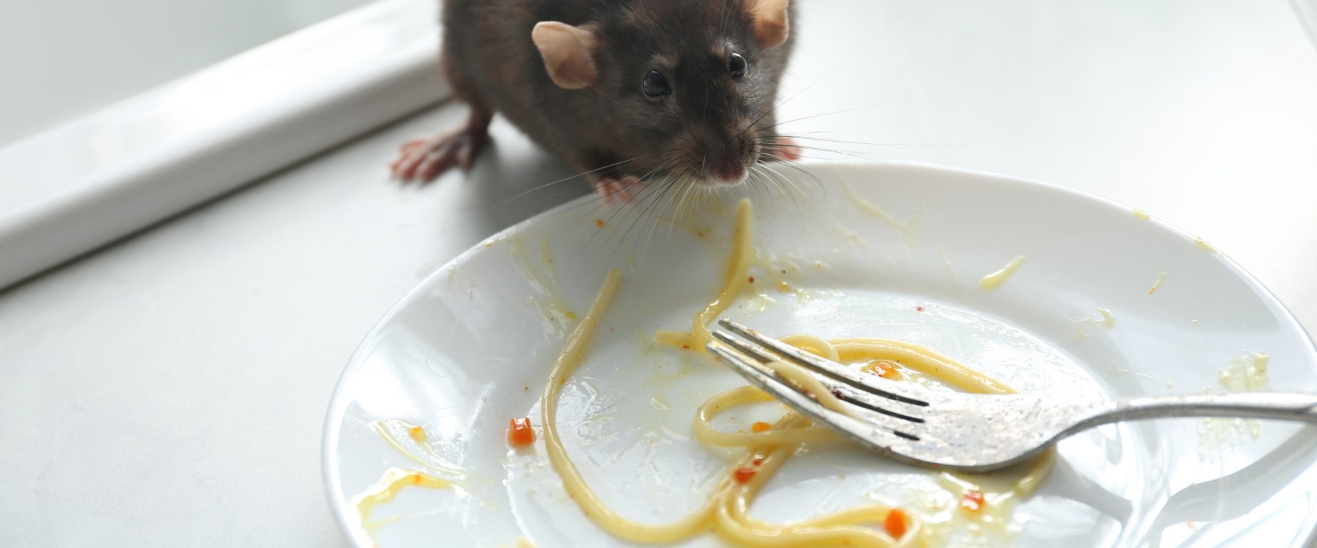 How do you reduce pests and rodents?