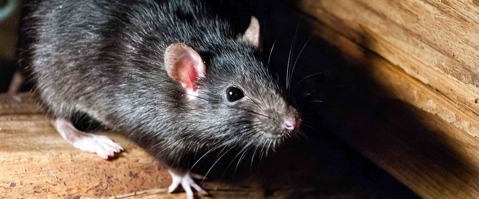 How rodents can be controlled at home?