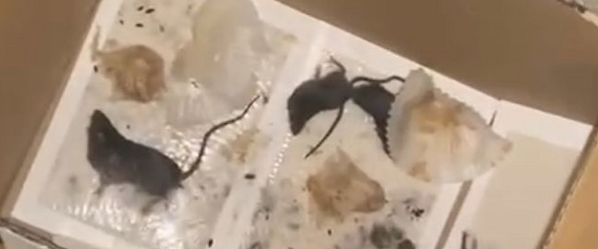 Where to report rodent infestation?