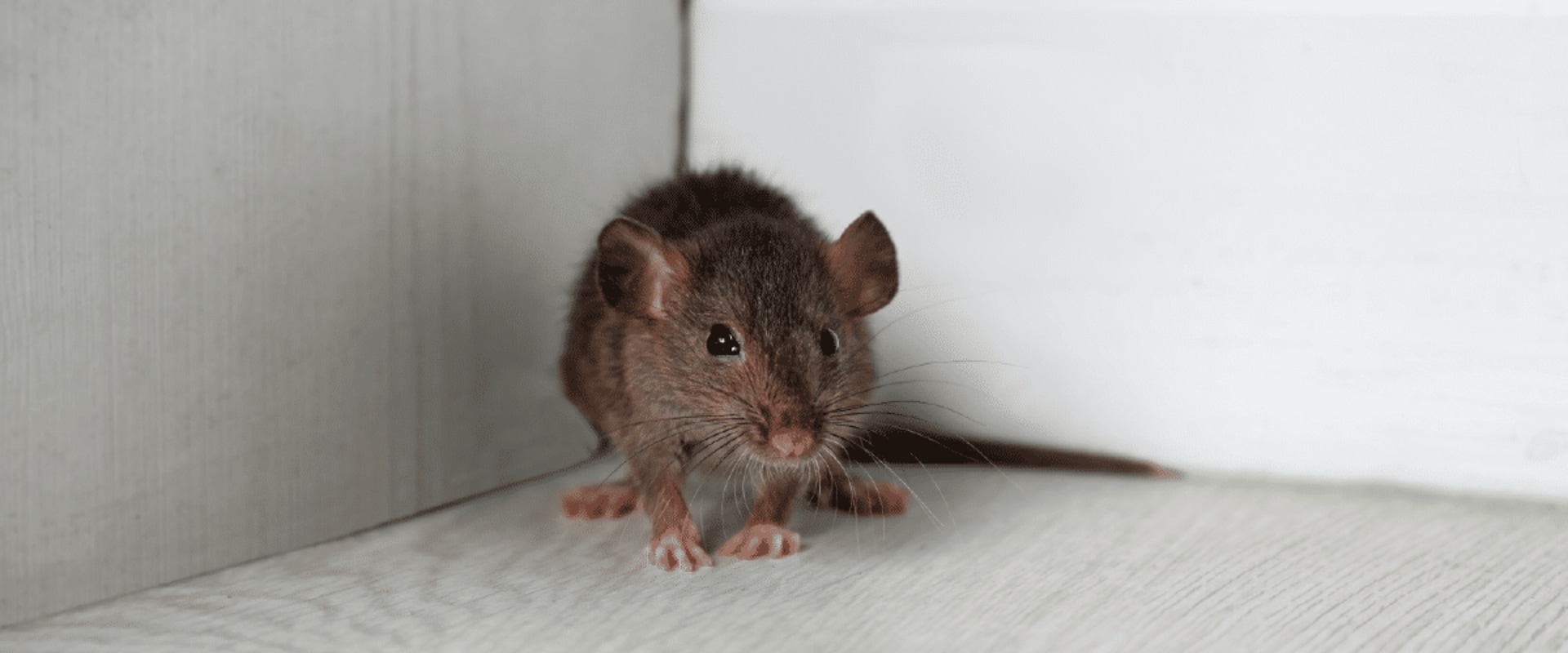 What are the six signs of rodent infestation?