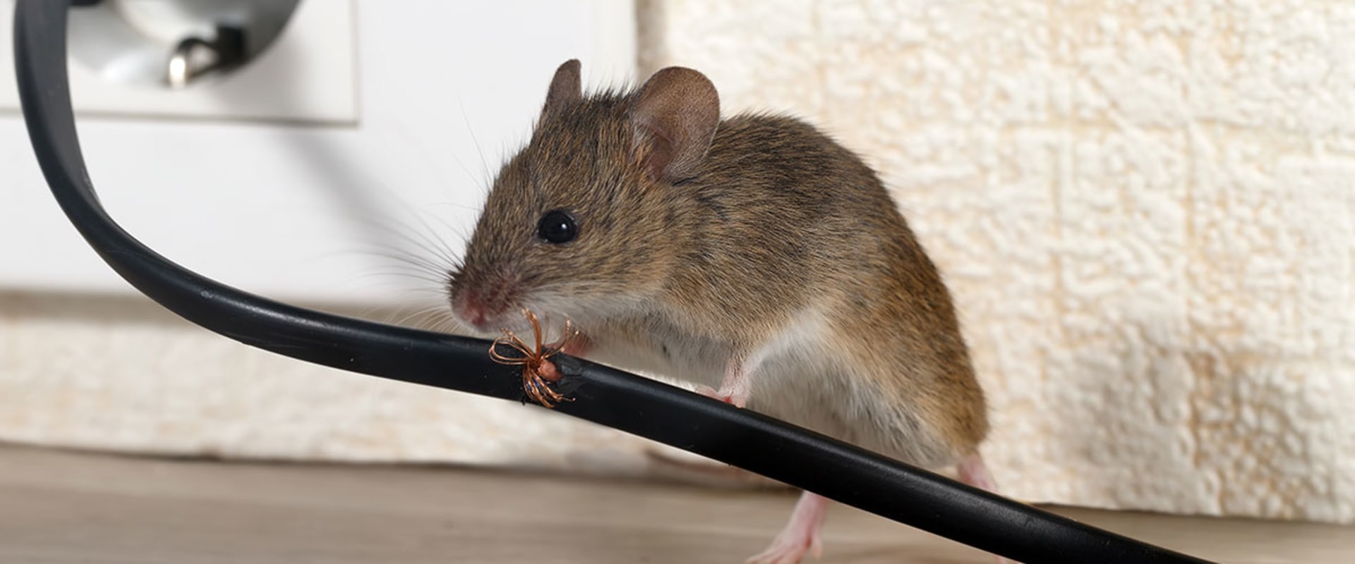 What is the best rodent control?
