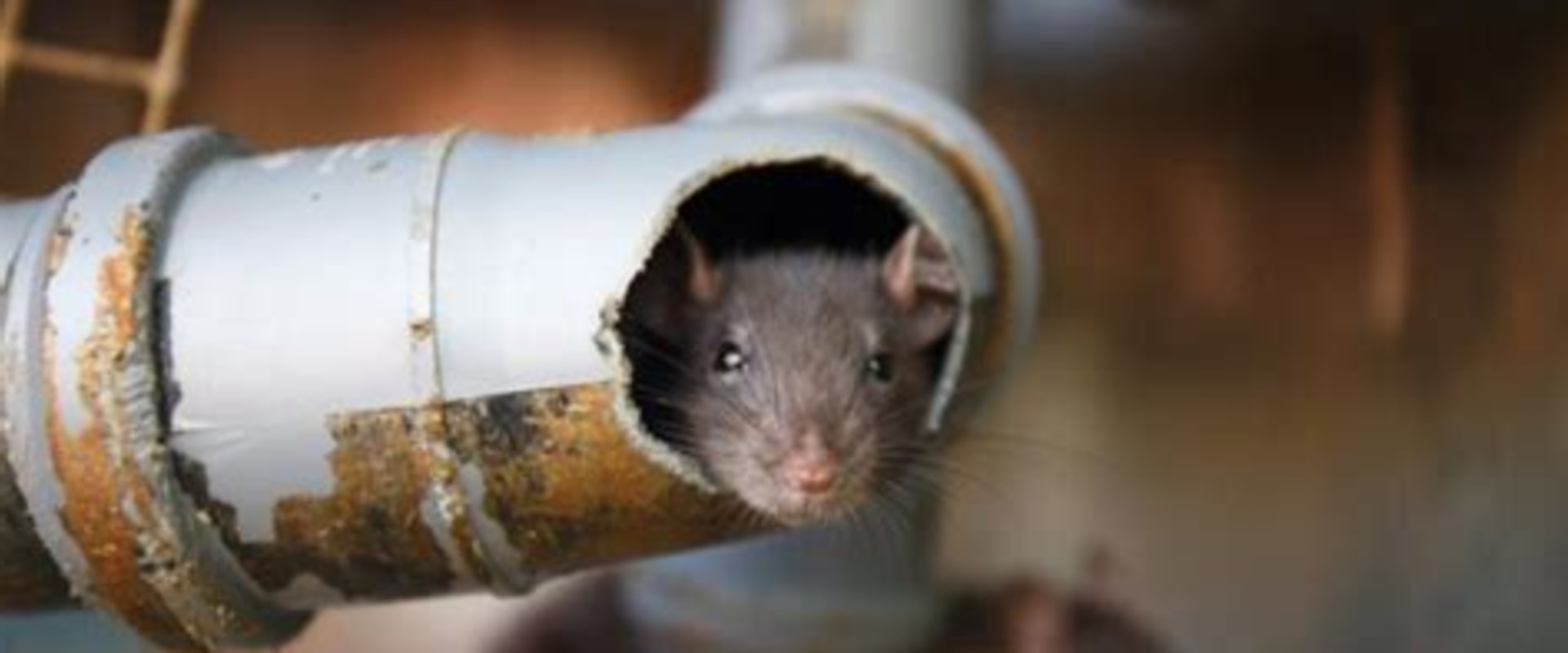 Rodent Removal Tips for Preventing Damage to Pipes and Fixtures