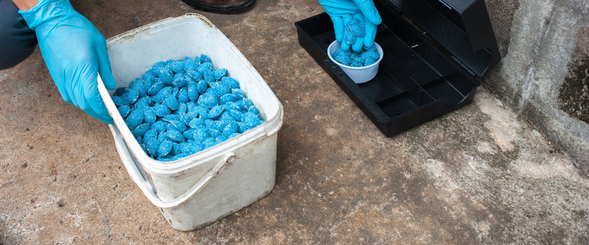 How do professionals get rid of rodents?