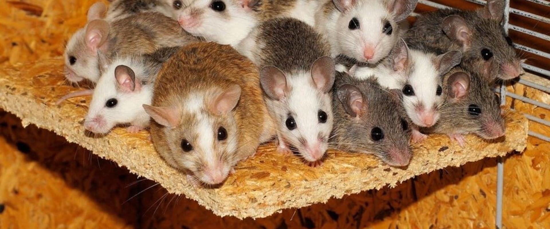 What is the best way to stop rodent infestation and how would you do it?