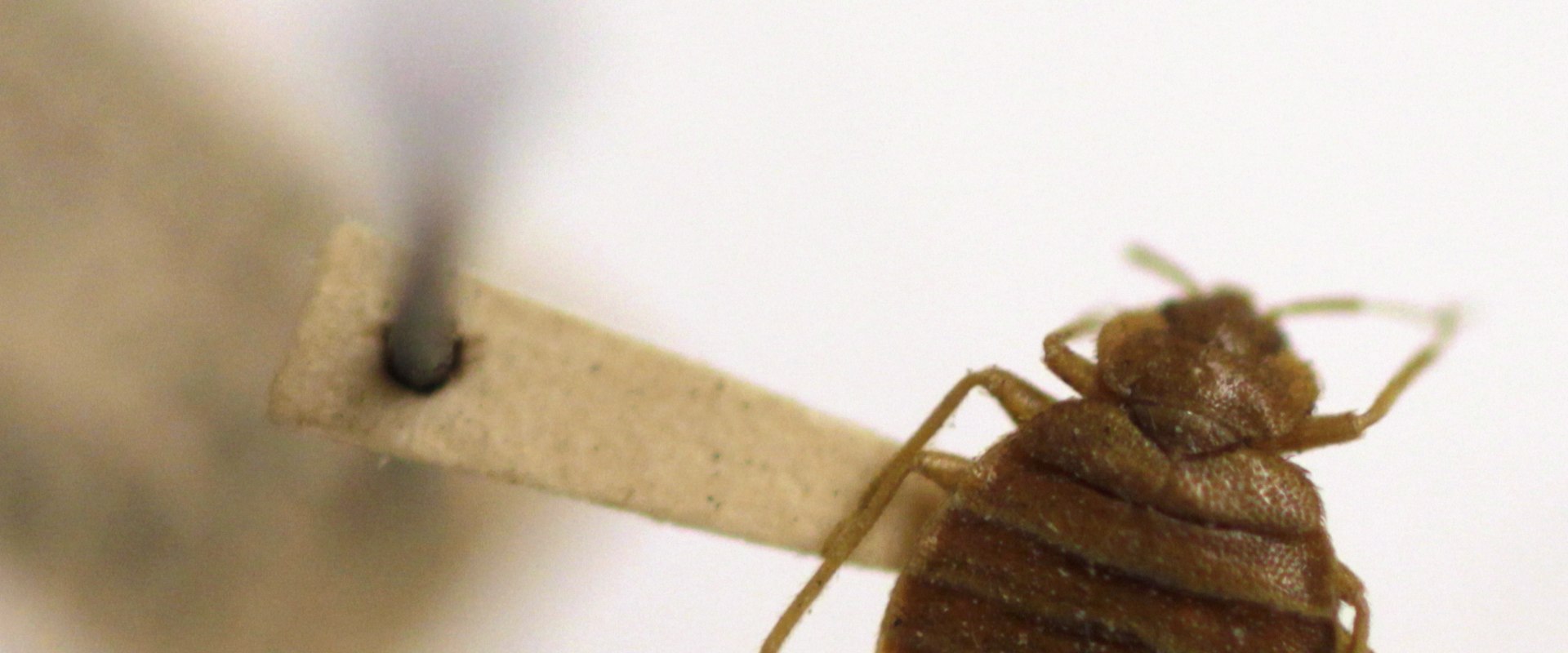 Do electromagnetic waves really repel pests?