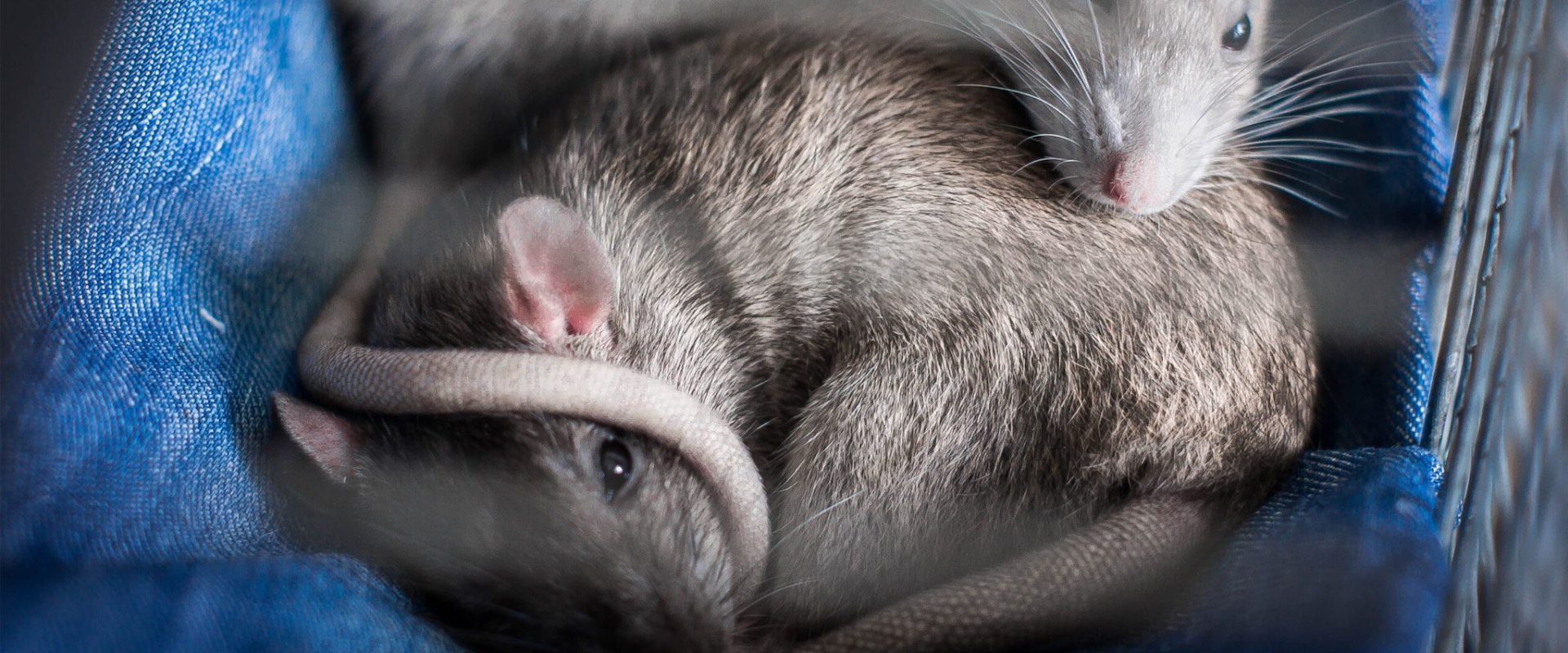 Rodent Infestations In The Heart Of DC: How Professional Pest Control Can Save Your Home