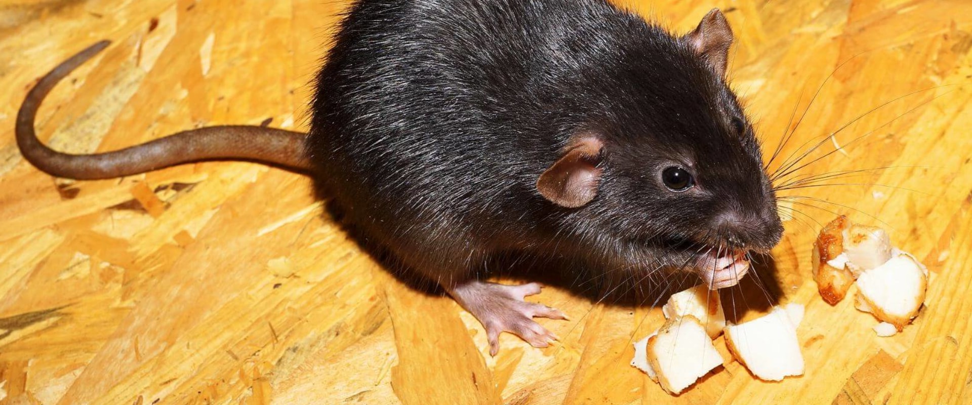 How do you treat a rodent infestation?