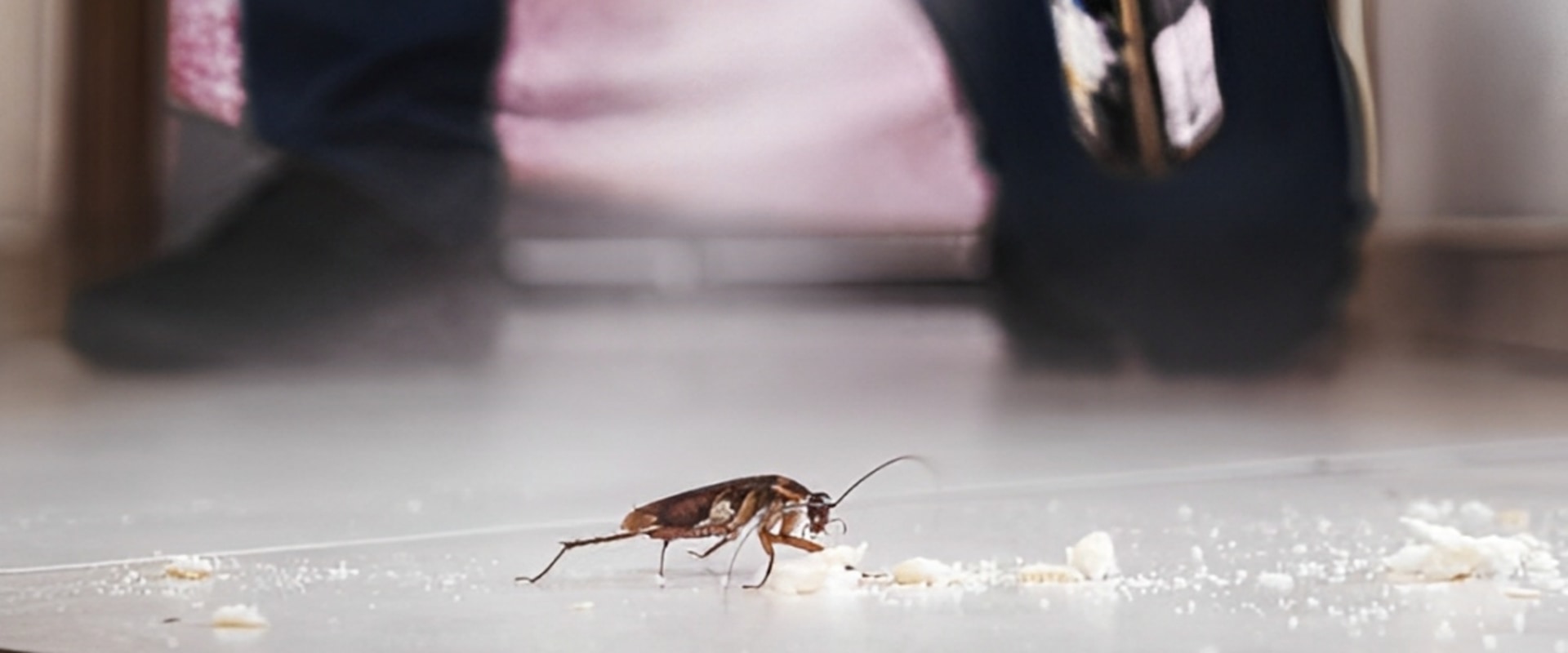 Effective Rodent Removal Services in Springfield