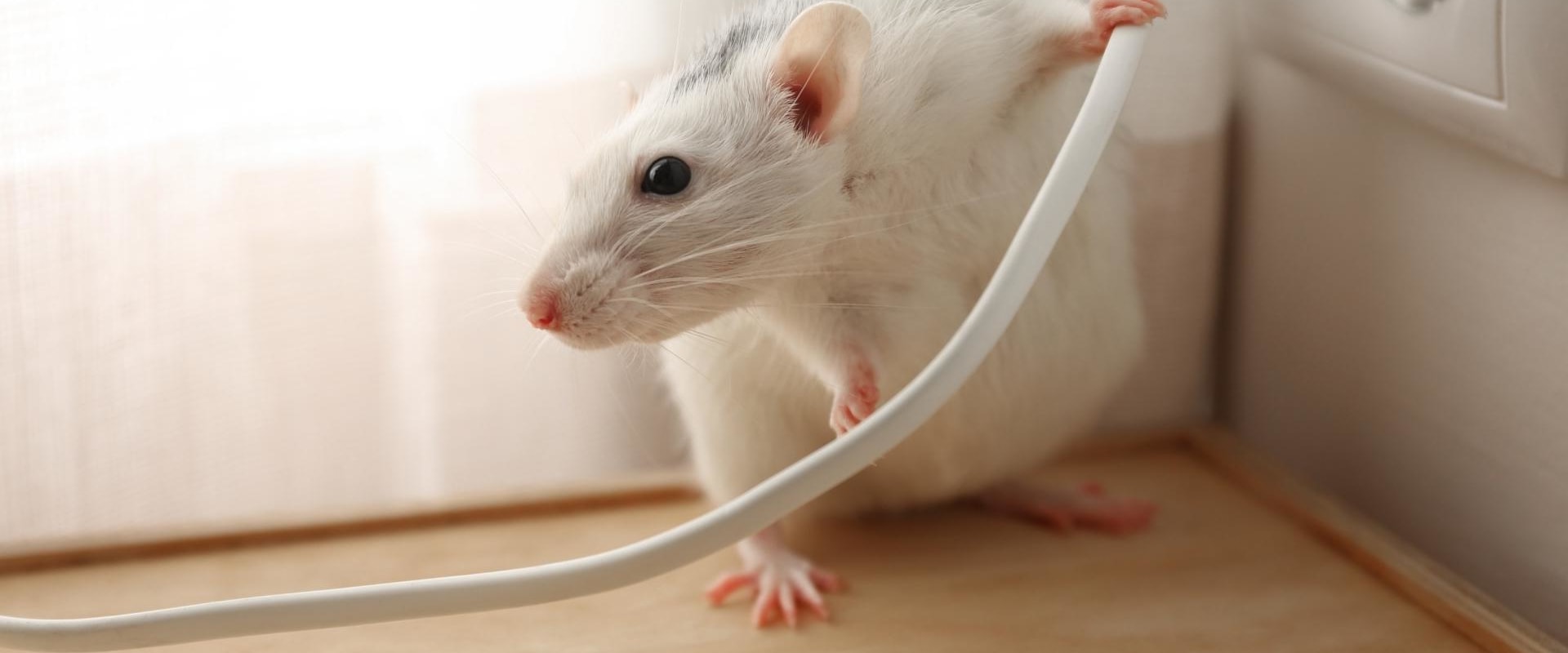 Does ultrasonic pest repellents actually work?