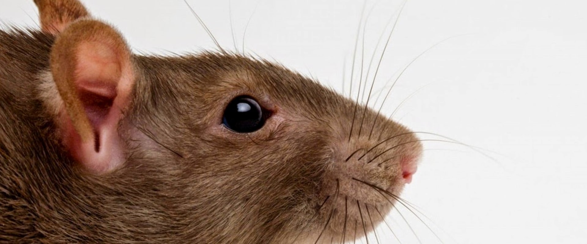Rodent Removal Services In Calgary: What To Expect And How To Choose The Best Provider
