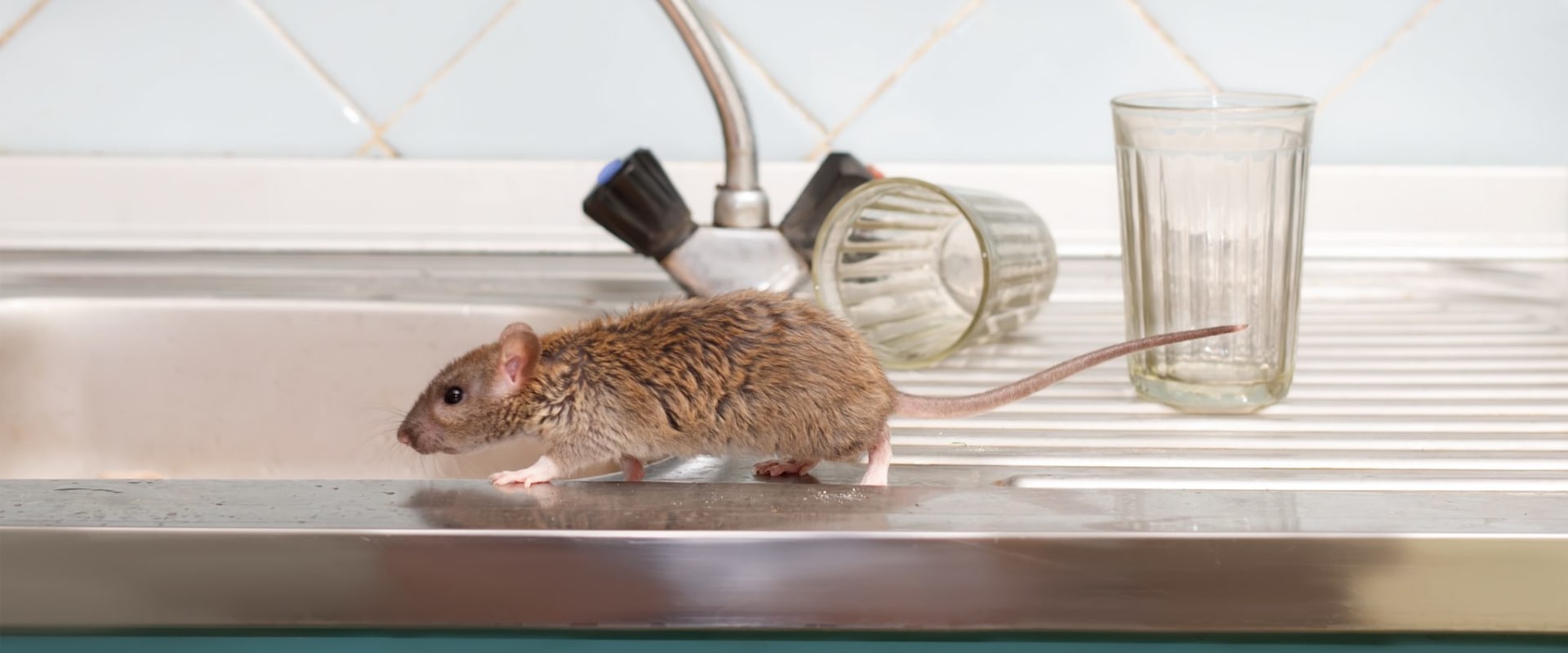 What is the most preferred method of controlling rodent populations?