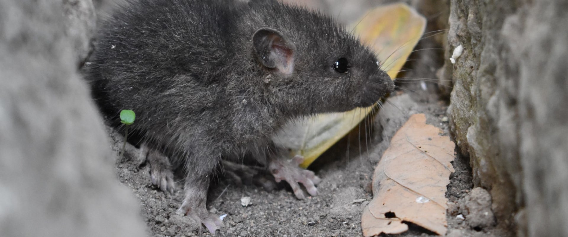 How do you know if you have a rodent infestation?