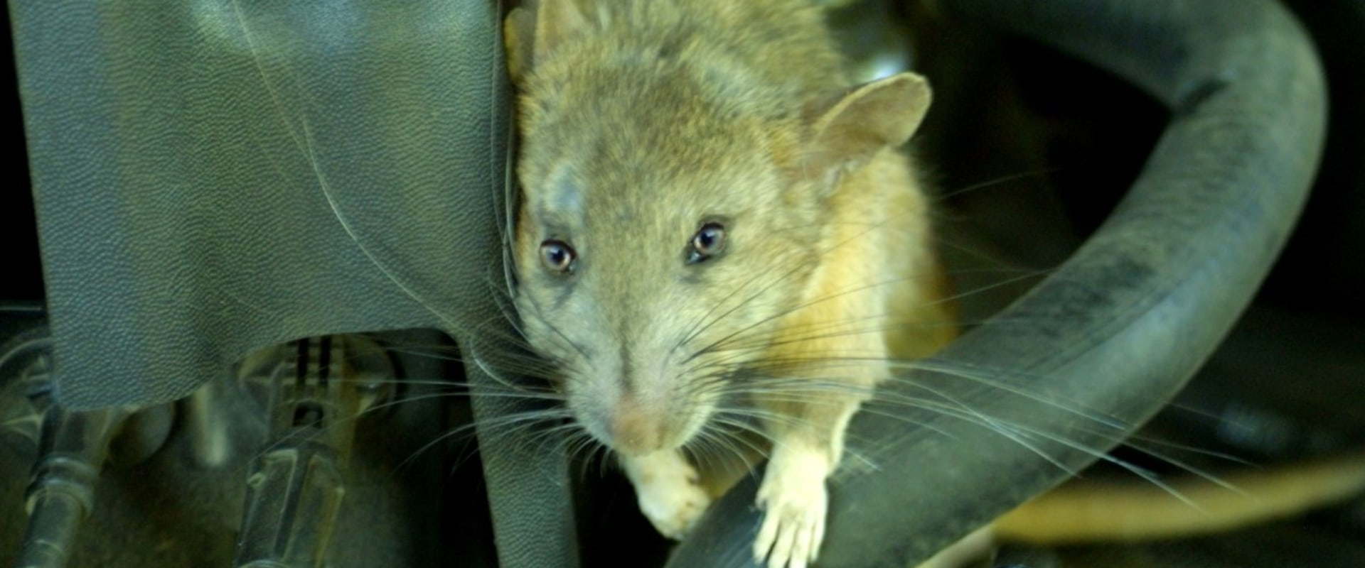 Rodent removal from car?