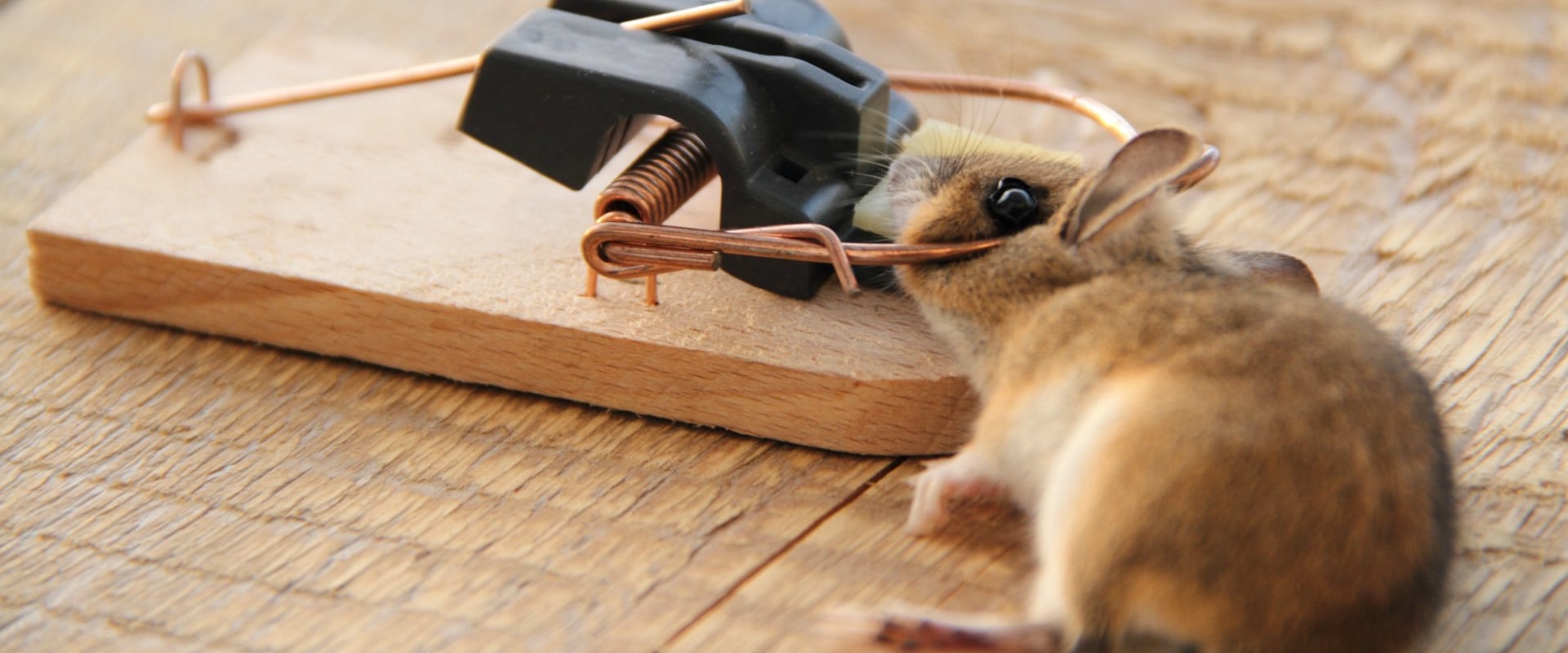 When to call a rodent exterminator?