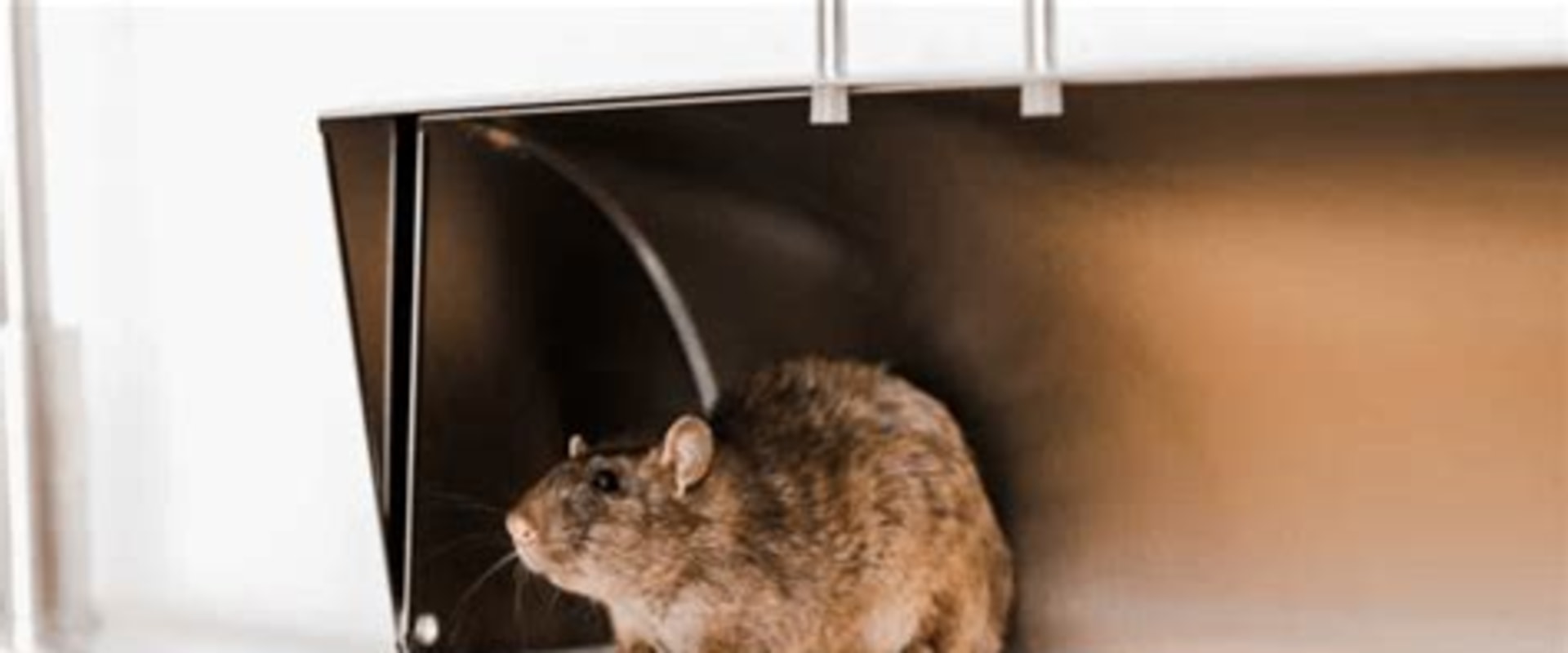 Why Rodent Removal Matters for Protecting Home Infrastructure