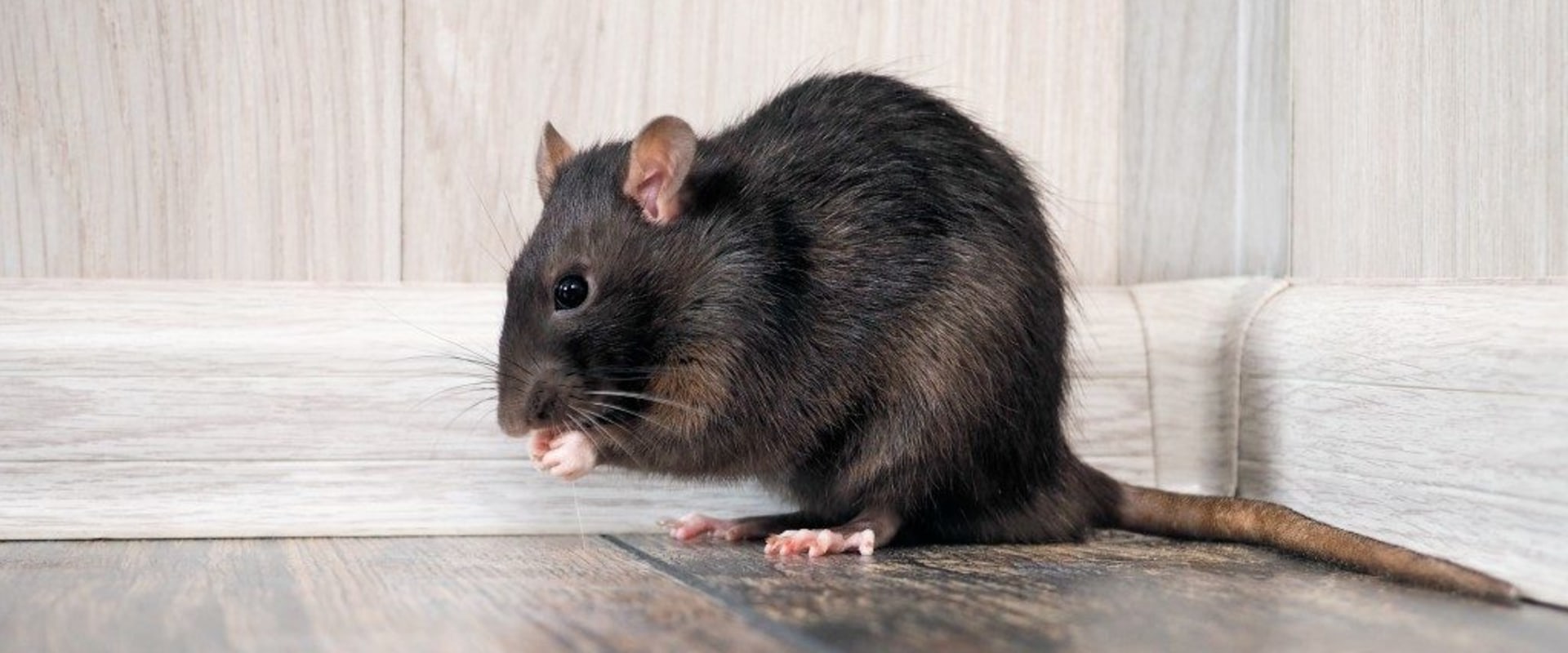 How do you stop a rodent infestation?