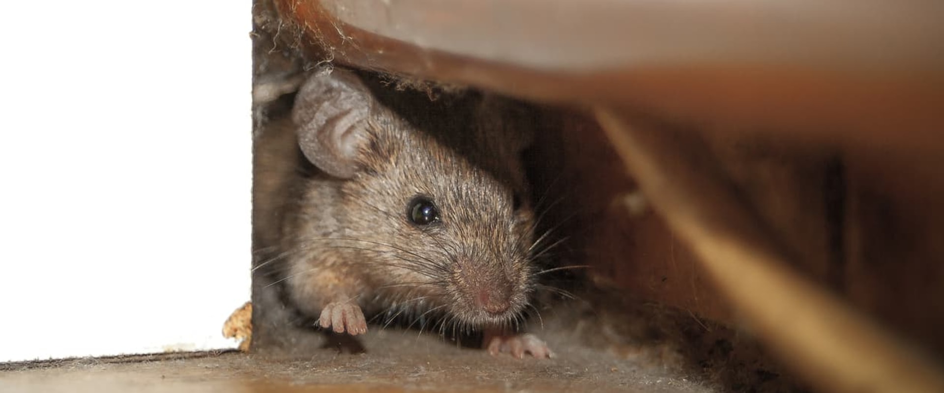 Where do rodents hide?