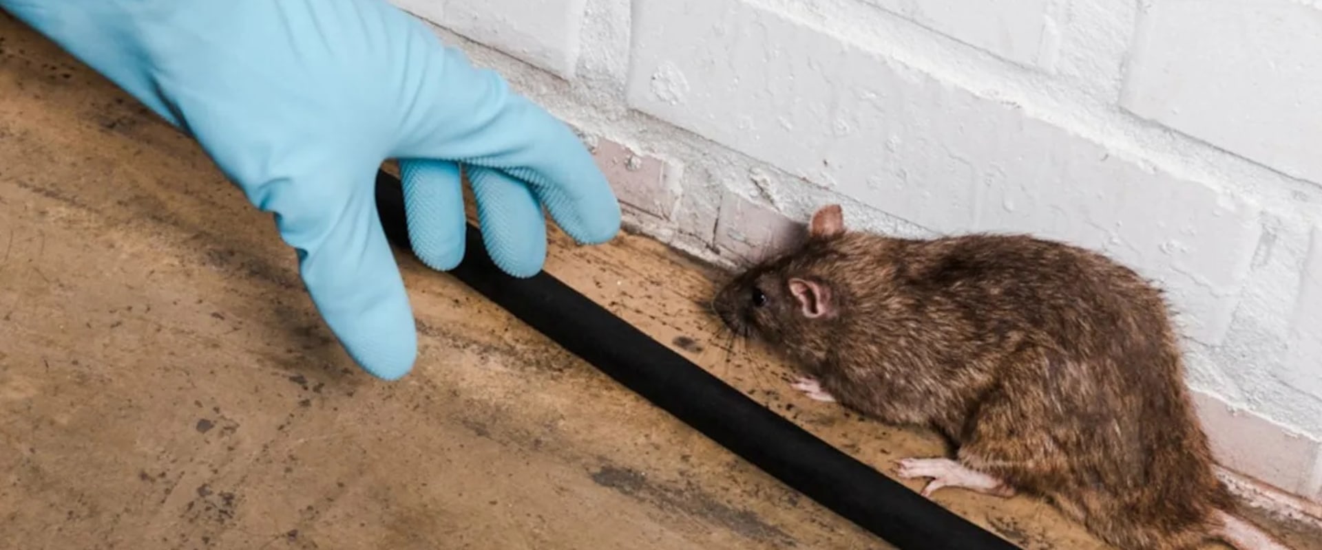 Why Delaying Rodent Removal Leads to Expensive HVAC Service Calls