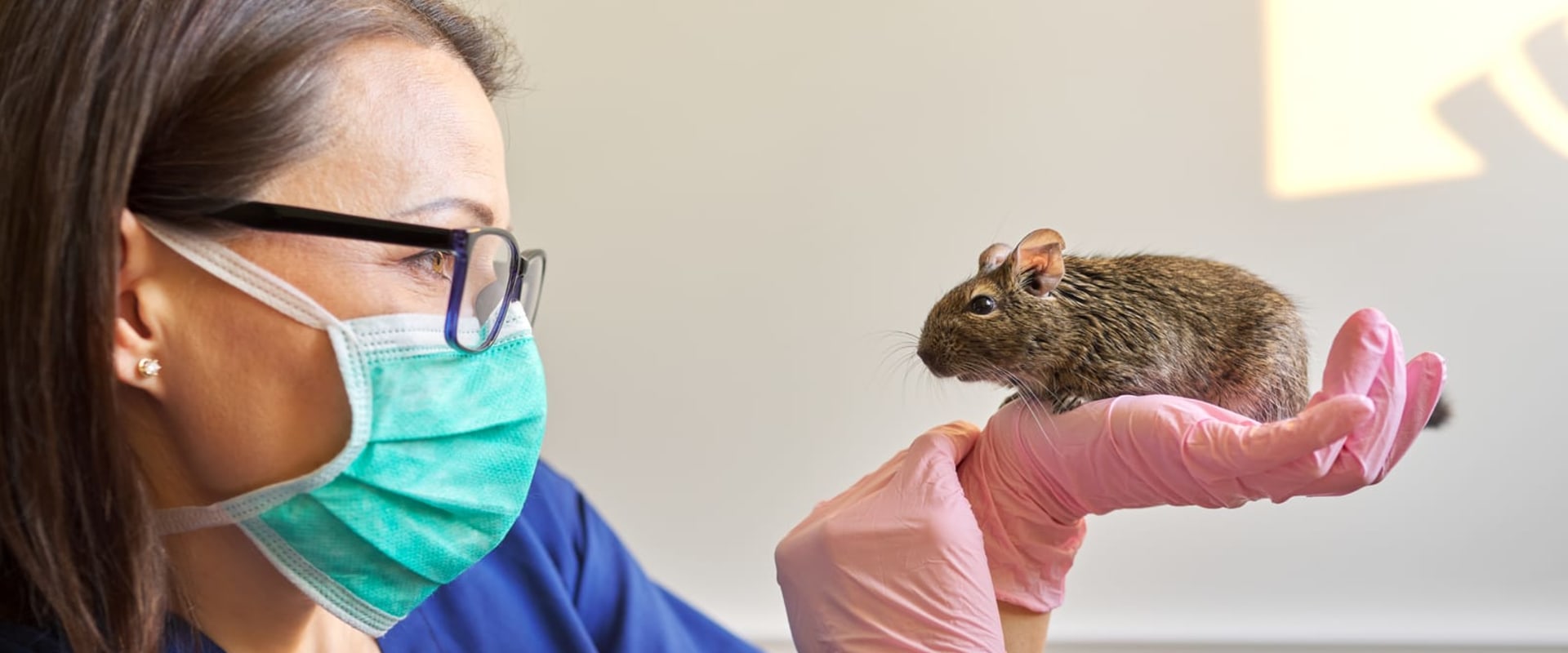 Perks Of Hiring A Reliable Rodent Removal Service Provider For Rodent Removal In Anaheim