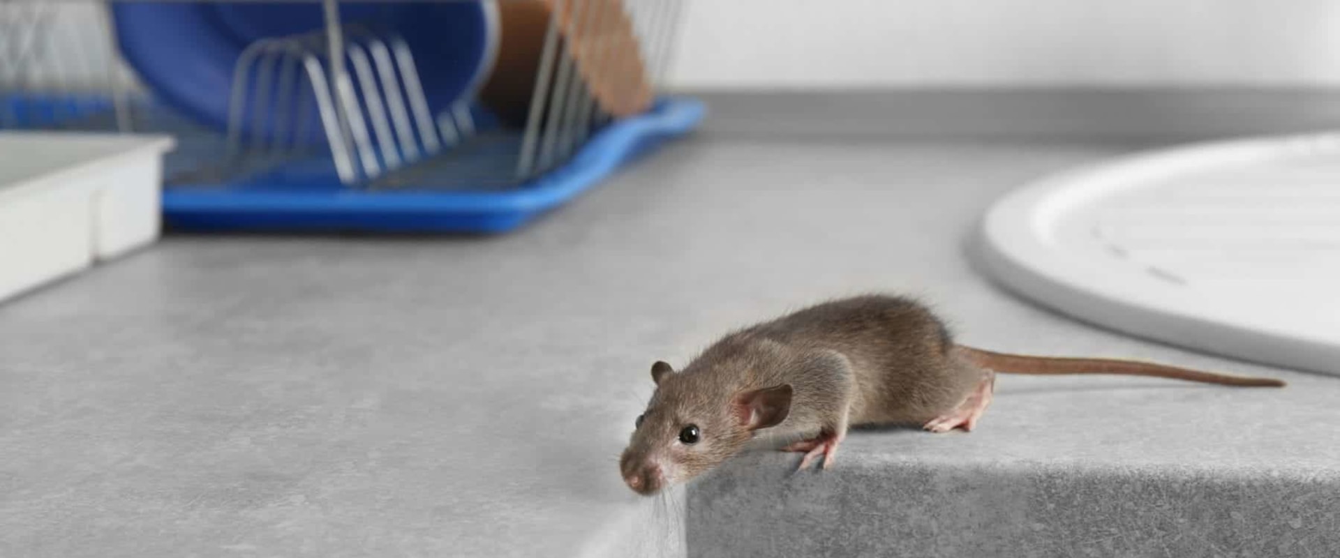 What kills rodents fast?