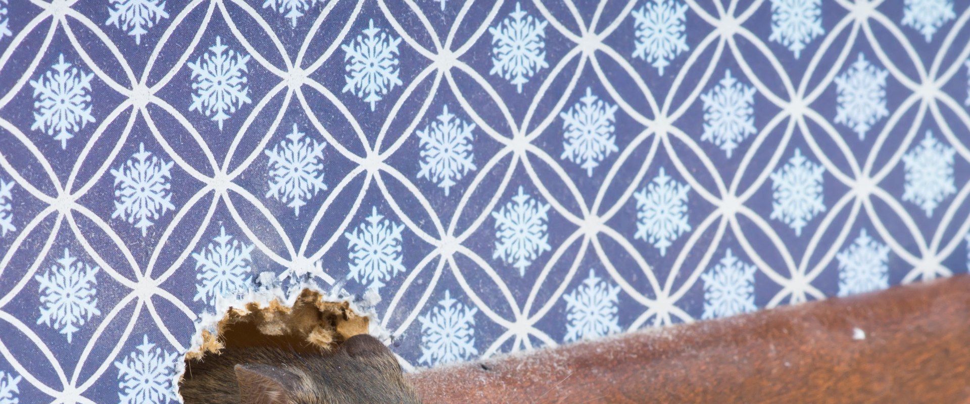 How do you know if a rodent is in your house?