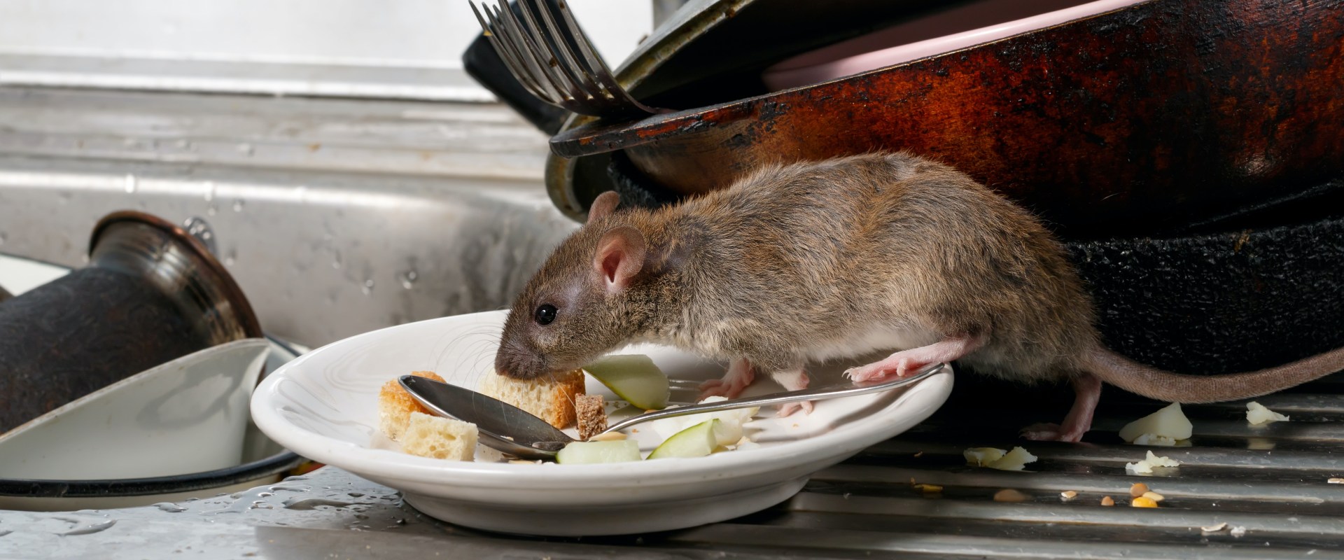 What is control of rodents?