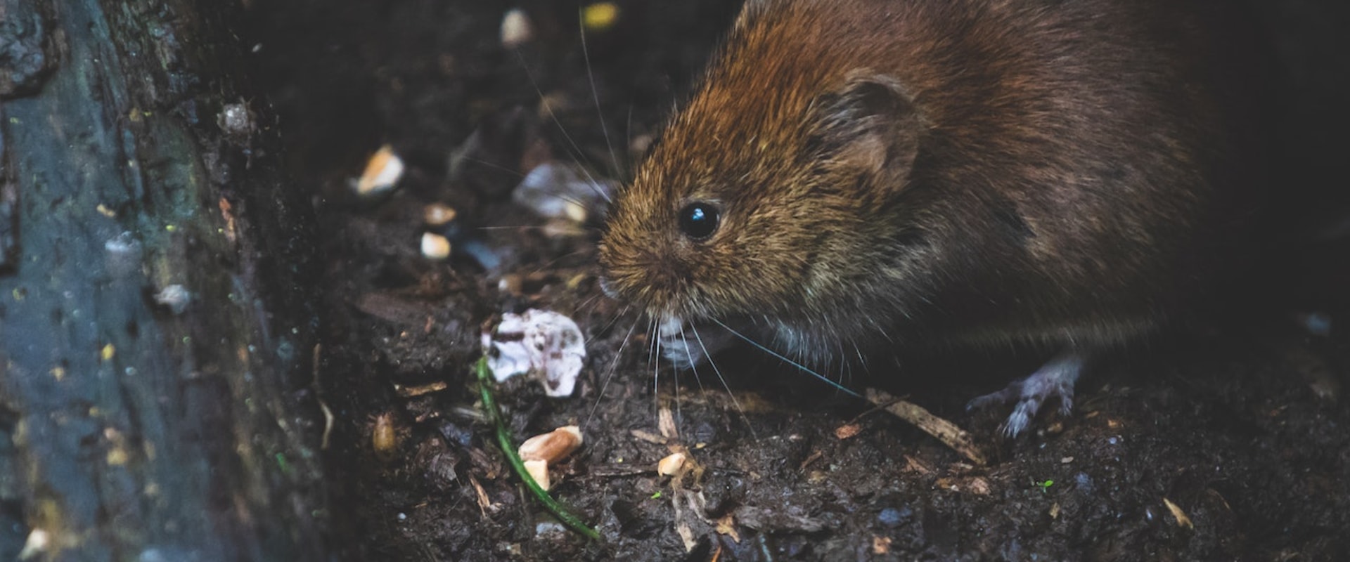 Rodents And Bats Removal In Your Attic: What To Do And How To Prevent It In Montgomery, TX