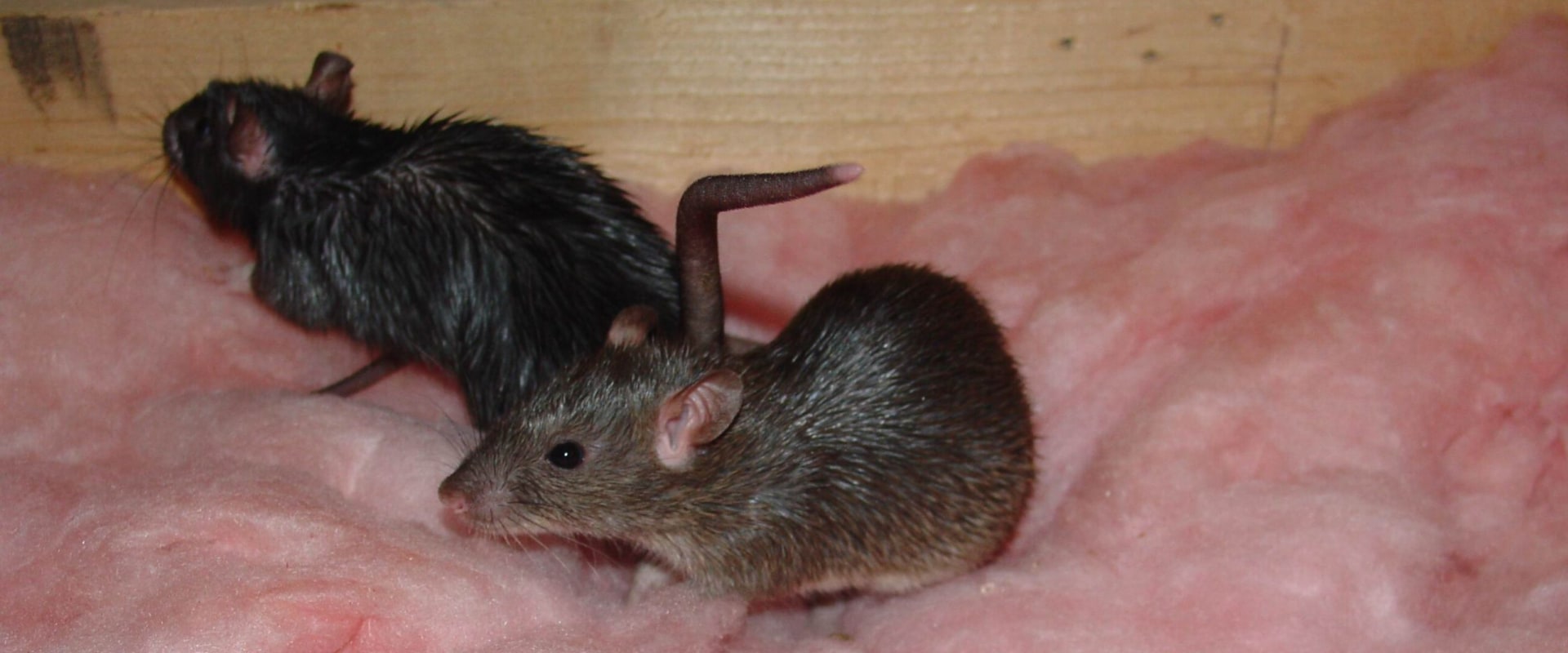 What are 3 ways to effectively control rodents?