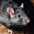 How rodents can be controlled at home?