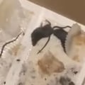 Where to report rodent infestation?
