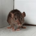 What are the six signs of rodent infestation?
