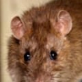 How do you tell if you have rodents in your walls?