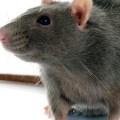 What is the most effective rodent control?