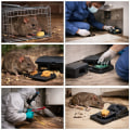 Why Rodent Removal Alone Is Not Enough for Effective Rat Control in Sheffield, UK