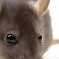 How do you get rid of rodents effectively?