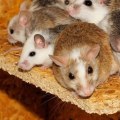 What is the best way to stop rodent infestation and how would you do it?