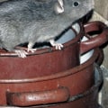 How long does it take to get rid of a rodent infestation?