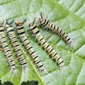 How can we reduce pests?