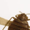 Do electromagnetic waves really repel pests?