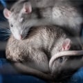 Rodent Infestations In The Heart Of DC: How Professional Pest Control Can Save Your Home