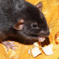 How do you treat a rodent infestation?