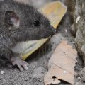 What is considered a rodent infestation?