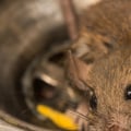 Who to call for dead rodent removal?