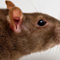 Rodent Removal Services In Calgary: What To Expect And How To Choose The Best Provider