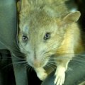 Rodent removal from car?