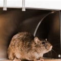 Why Rodent Removal Matters for Protecting Home Infrastructure