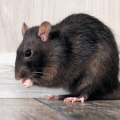 How do you stop a rodent infestation?